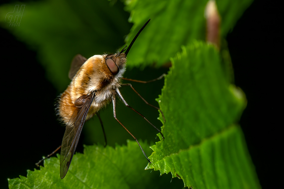 dlouhososka velká - Bombylius major