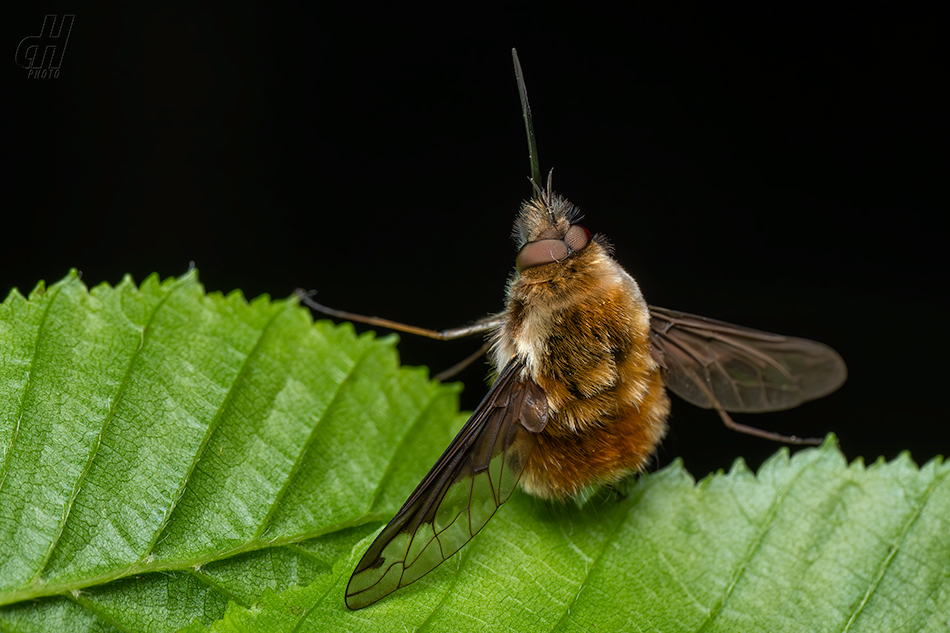 dlouhososka velká - Bombylius major