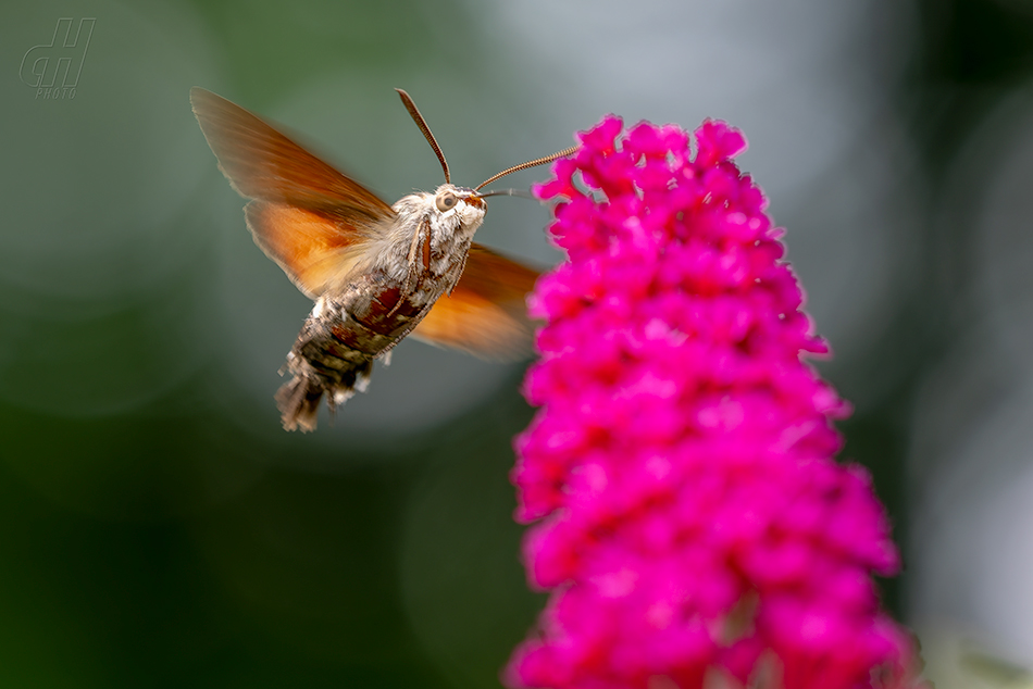 dlouhozobka svízelová - Macroglossum stellatarum