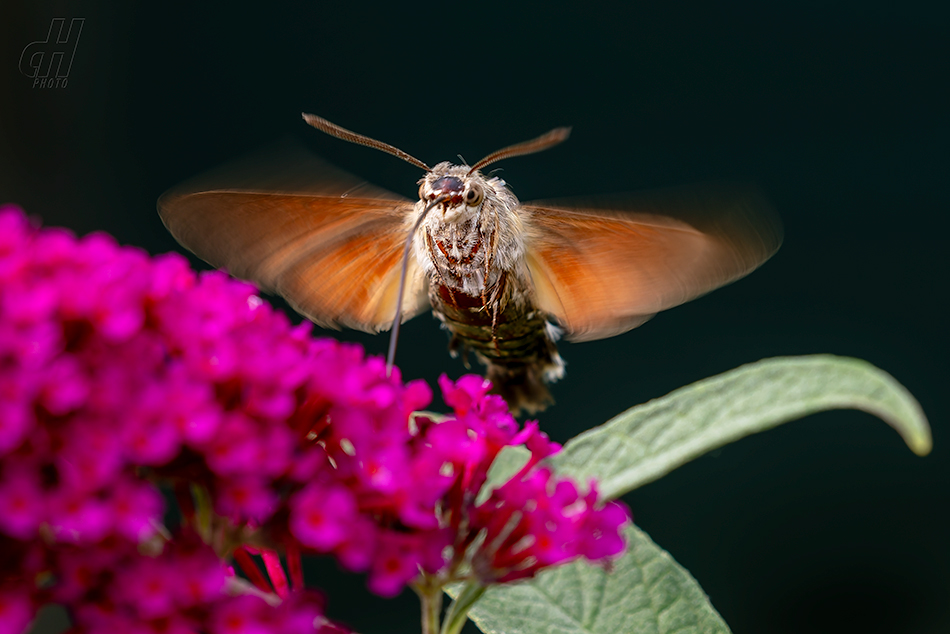 dlouhozobka svízelová - Macroglossum stellatarum