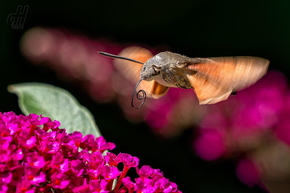 dlouhozobka svízelová - Macroglossum stellatarum