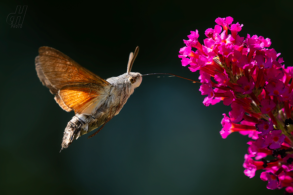 dlouhozobka svízelová - Macroglossum stellatarum