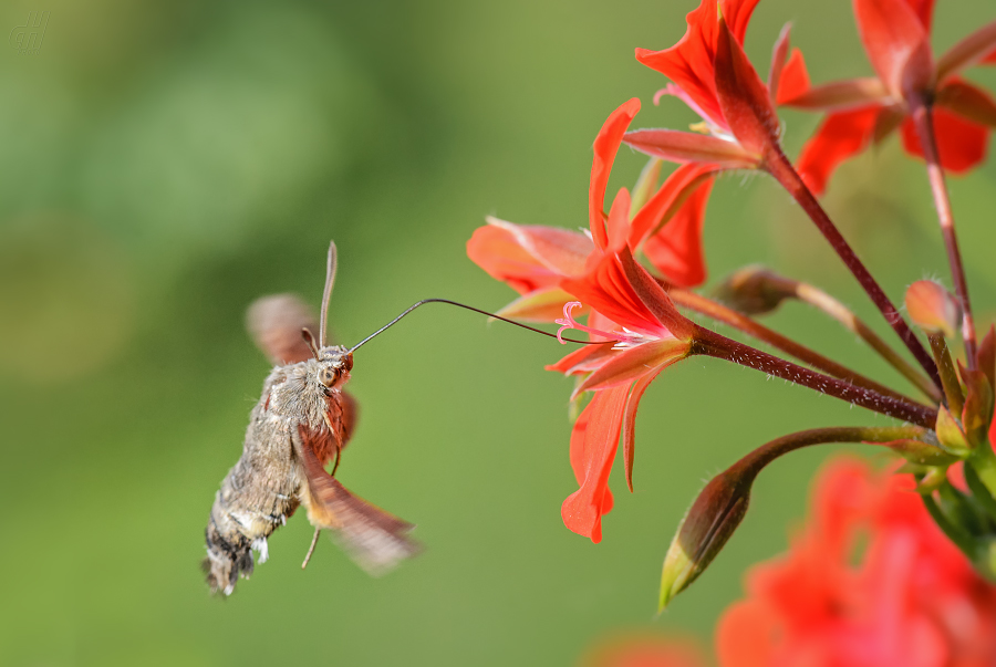 dlouhozobka svízelová - Macroglossum stellatarum