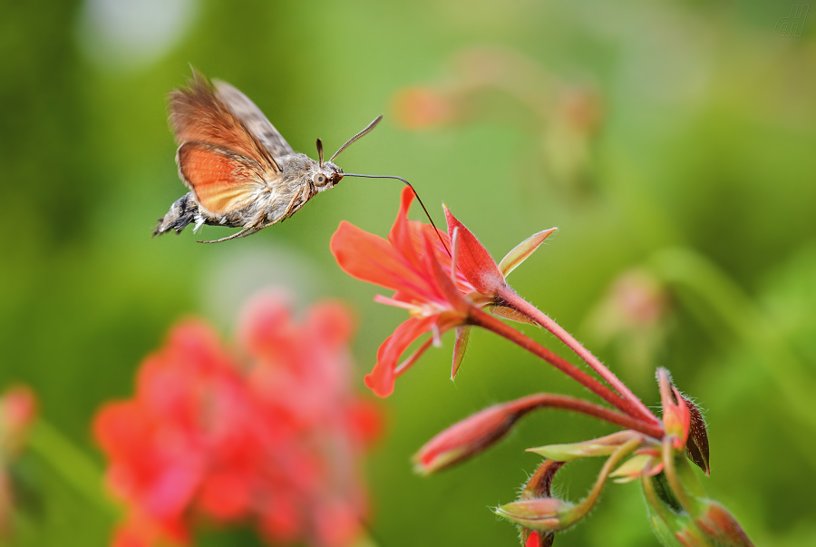 dlouhozobka svízelová - Macroglossum stellatarum