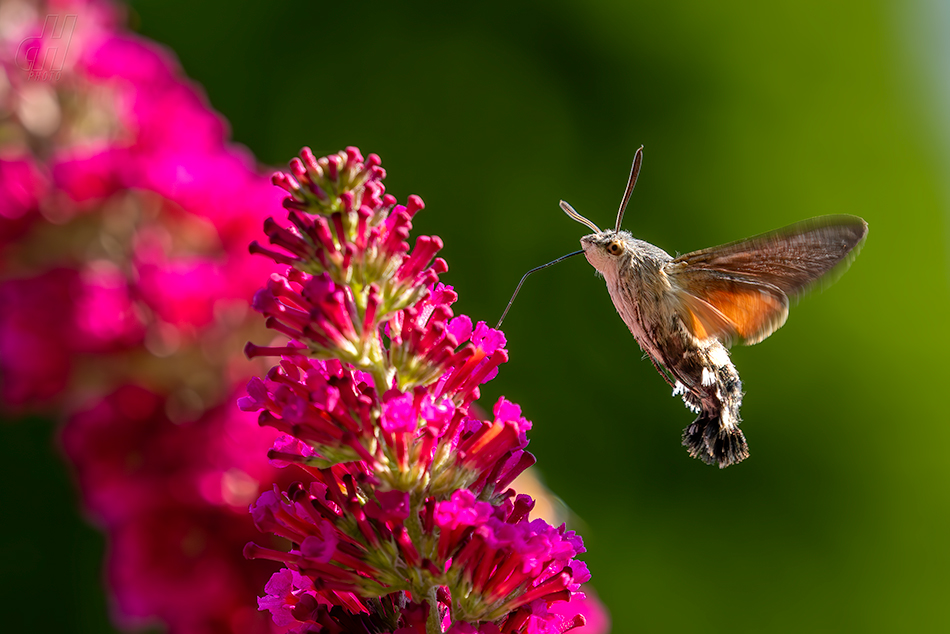 dlouhozobka svízelová - Macroglossum stellatarum