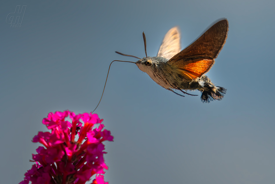dlouhozobka svízelová - Macroglossum stellatarum