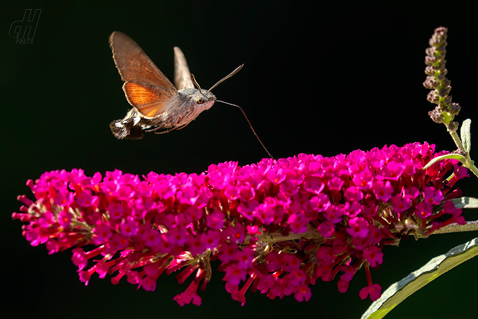 dlouhozobka svízelová - Macroglossum stellatarum