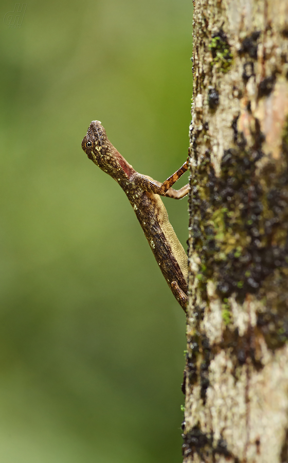 Draco taeniopterus