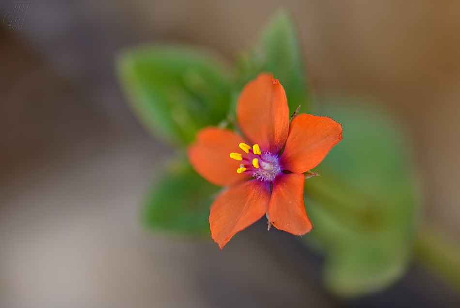 drchnička rolní - Anagallis arvensis