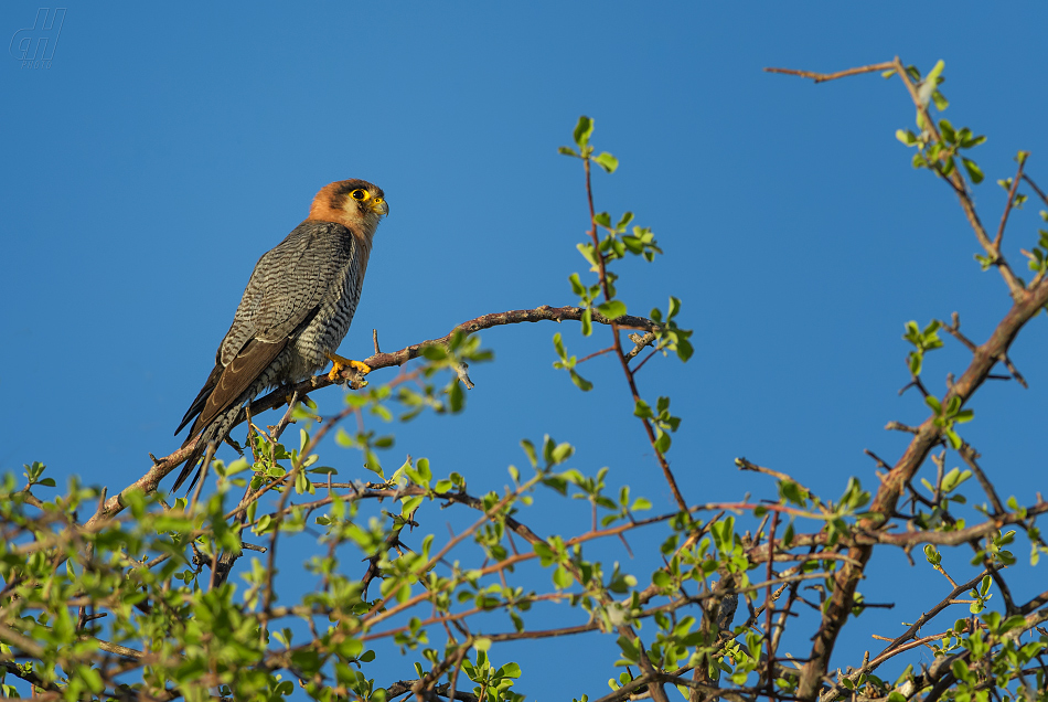 dřemlík rudohlavý - Falco chicquera