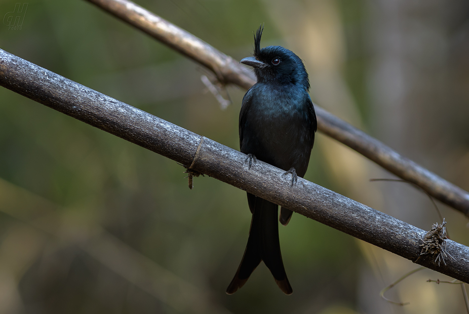 drongo chocholatý - Dicrurus forficatus