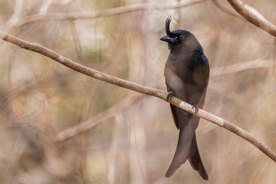 drongo chocholatý - Dicrurus forficatus