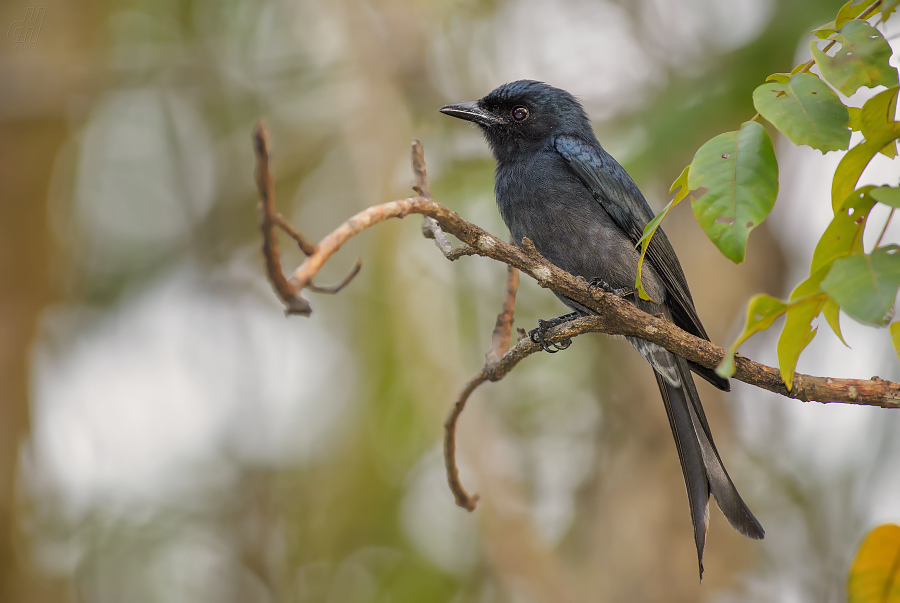 drongo šedobřichý - Dicrurus caerulescens