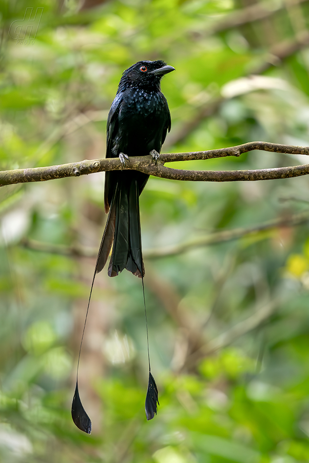 drongo vlajkový - Dicrurus paradiseus