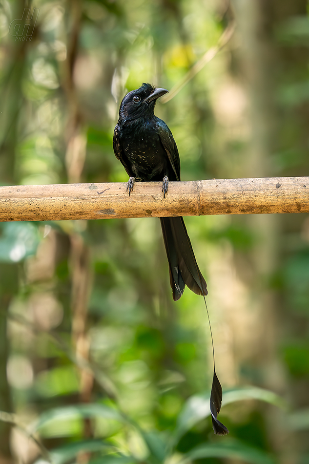 drongo vlajkový - Dicrurus paradiseus