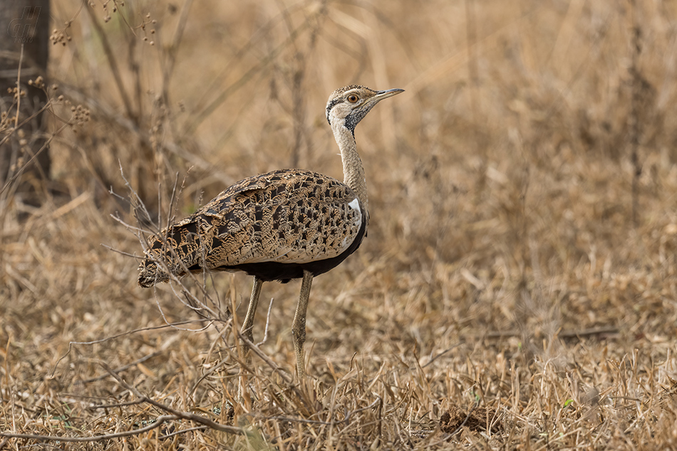 drop černobřichý - Lissotis melanogaster