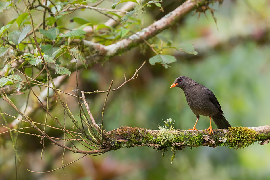 drozd velký - Turdus fuscater