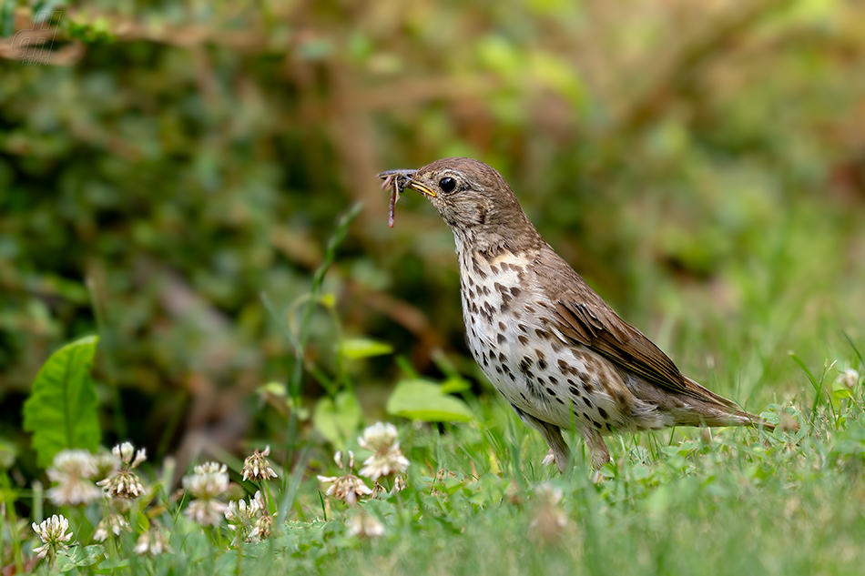 drozd zpěvný - Turdus philomelos