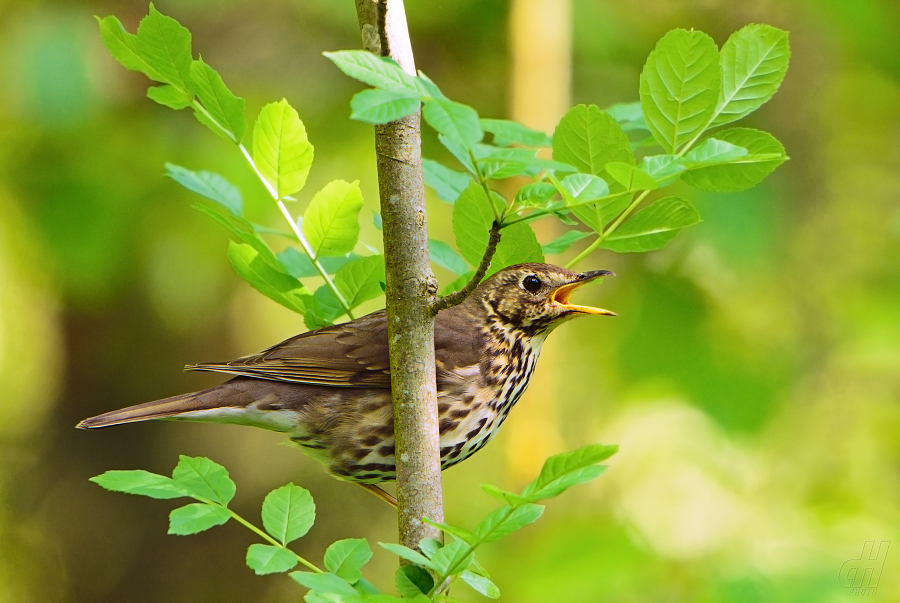 drozd zpěvný - Turdus philomelos