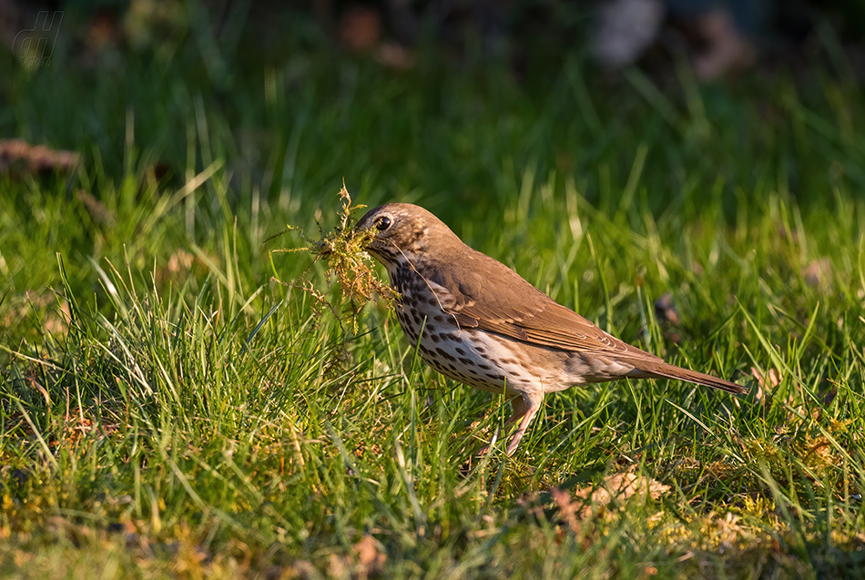 drozd zpěvný - Turdus philomelos