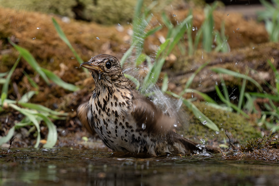 drozd zpěvný - Turdus philomelos