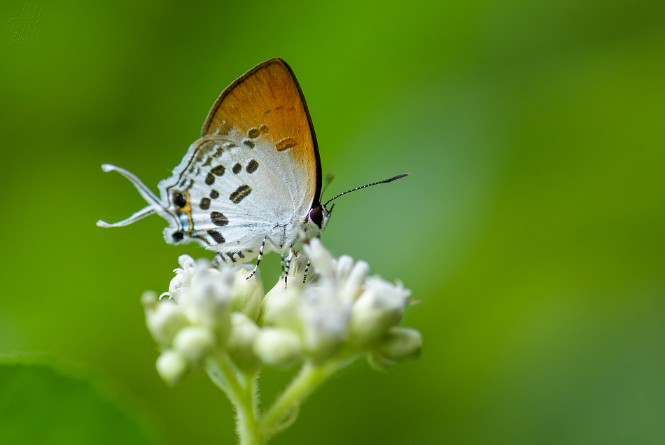 Drupadia ravindra