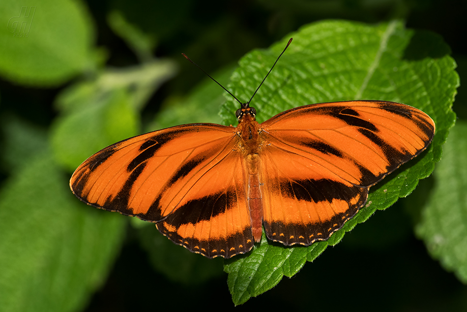Dryadula phaetusa