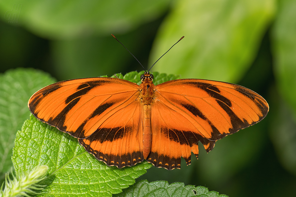 Dryadula phaetusa