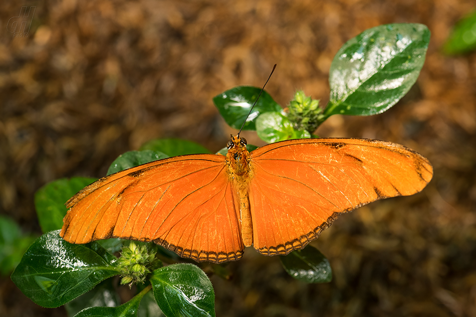 Dryas iulia