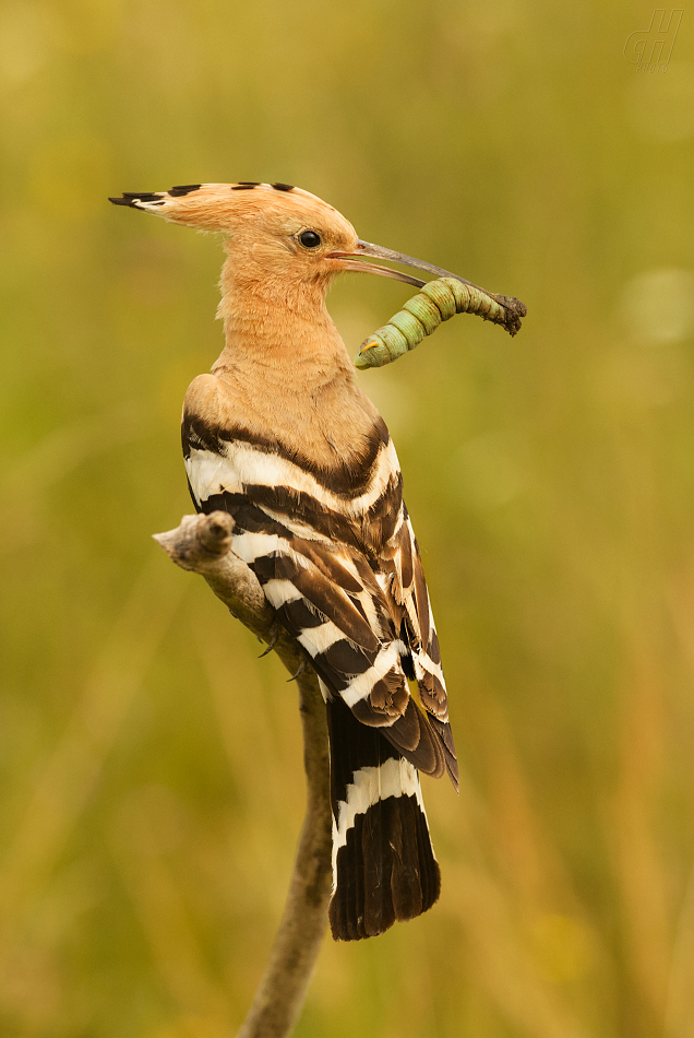 dudek chocholatý - Upupa epops