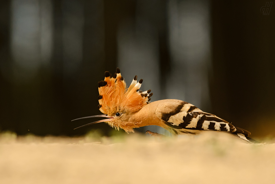 dudek chocholatý - Upupa epops