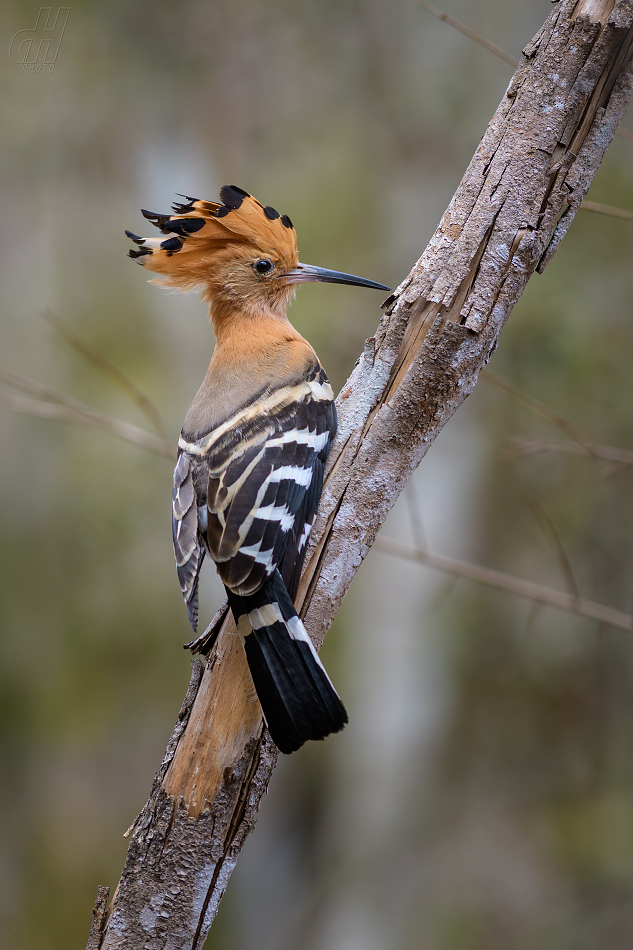dudek madagaskarský - Upupa marginata