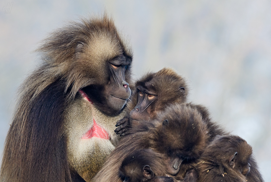 dželada - Theropithecus gelada