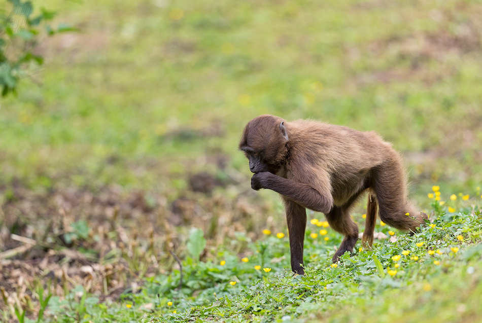 dželada - Theropithecus gelada