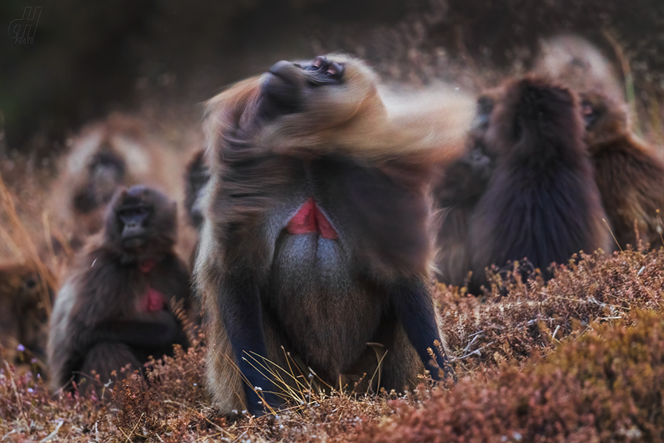 dželada - Theropithecus gelada