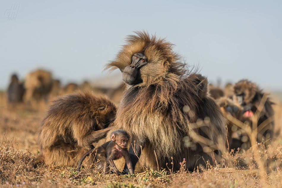 dželada - Theropithecus gelada