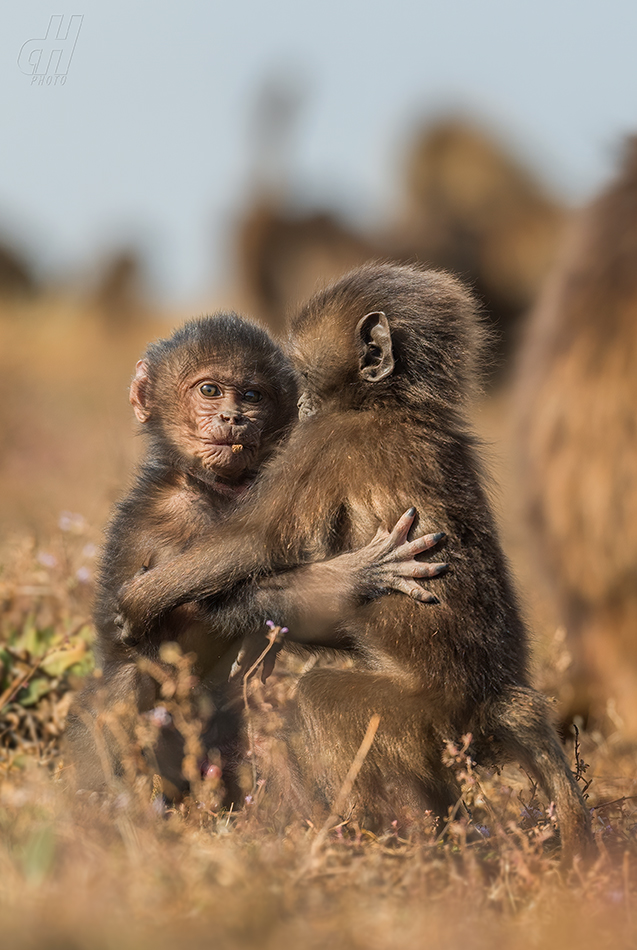 dželada - Theropithecus gelada