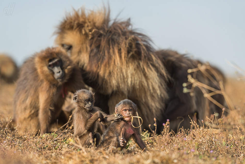 dželada - Theropithecus gelada