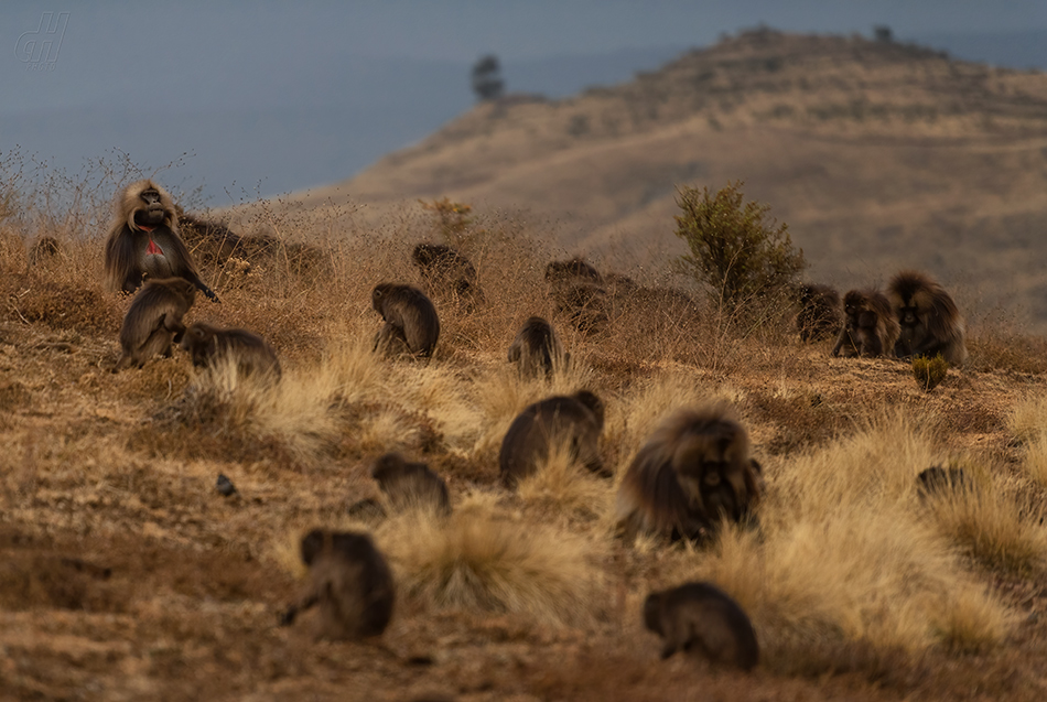 dželada - Theropithecus gelada