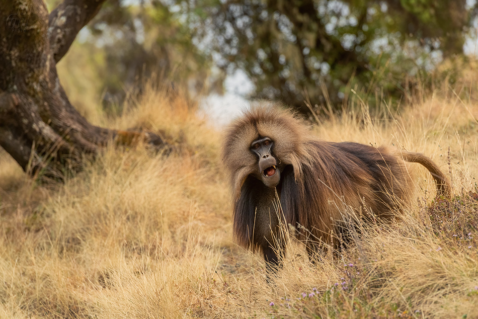 dželada - Theropithecus gelada