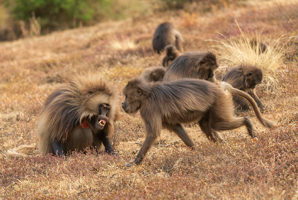 dželada - Theropithecus gelada