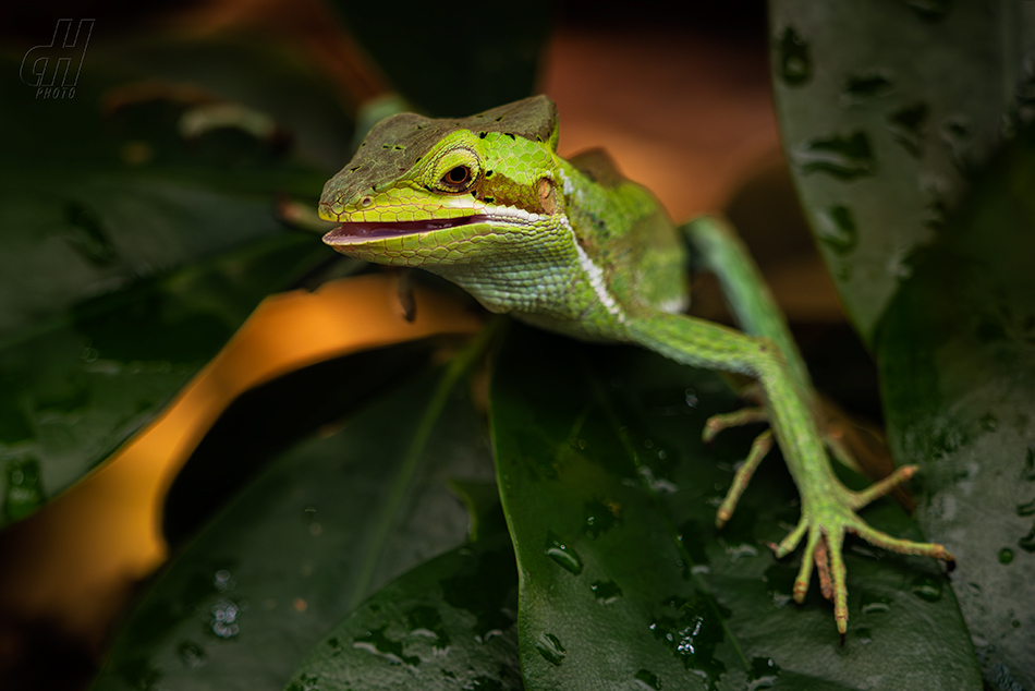 Eastern Casque-head Iguana - Laemanctus longipes