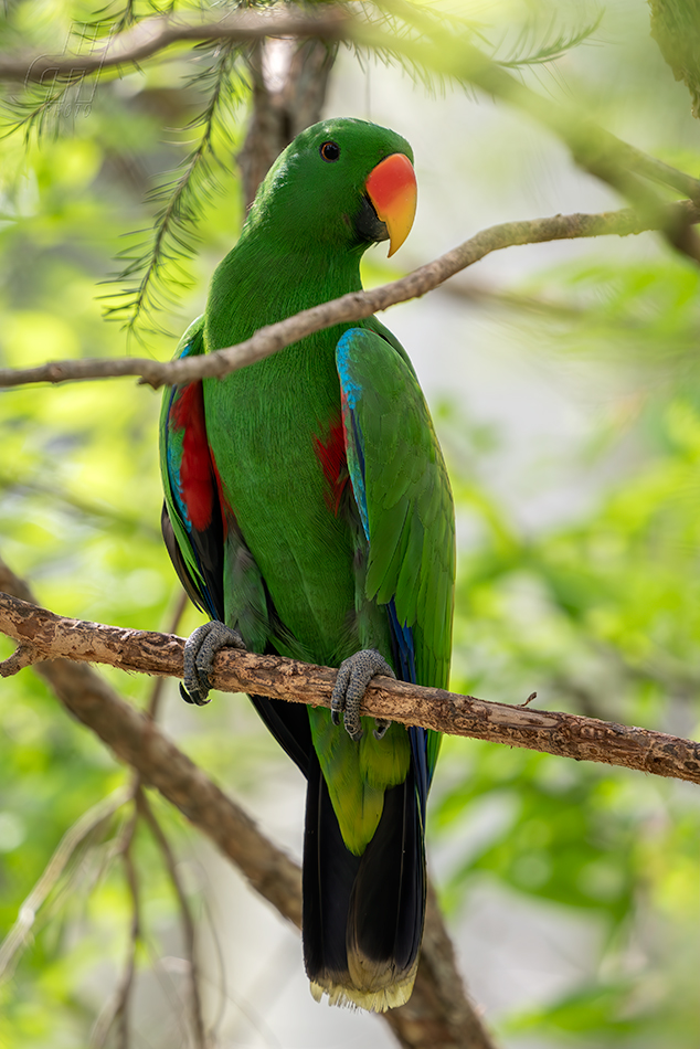 eklektus papuánský - Eclectus polychloros