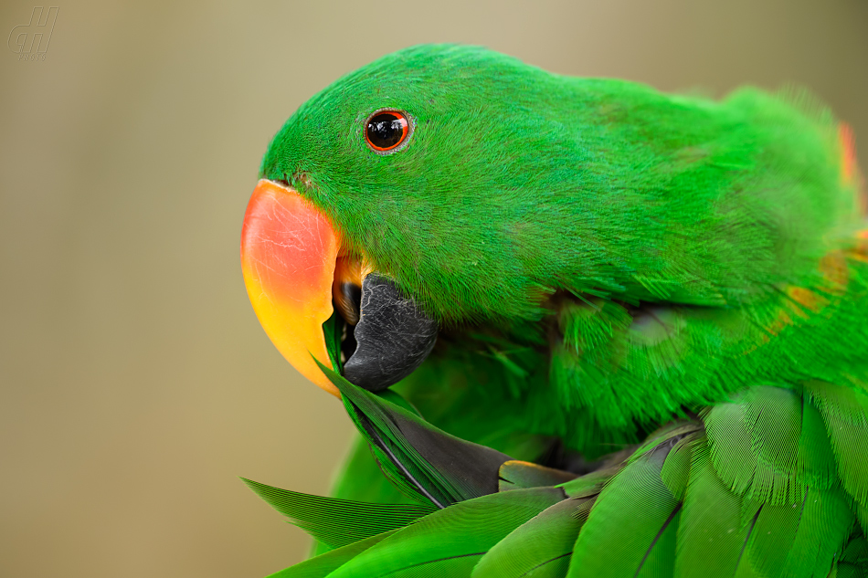 eklektus různobarvý - Eclectus roratus