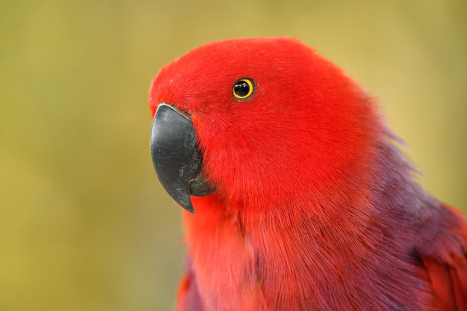 eklektus různobarvý - Eclectus roratus