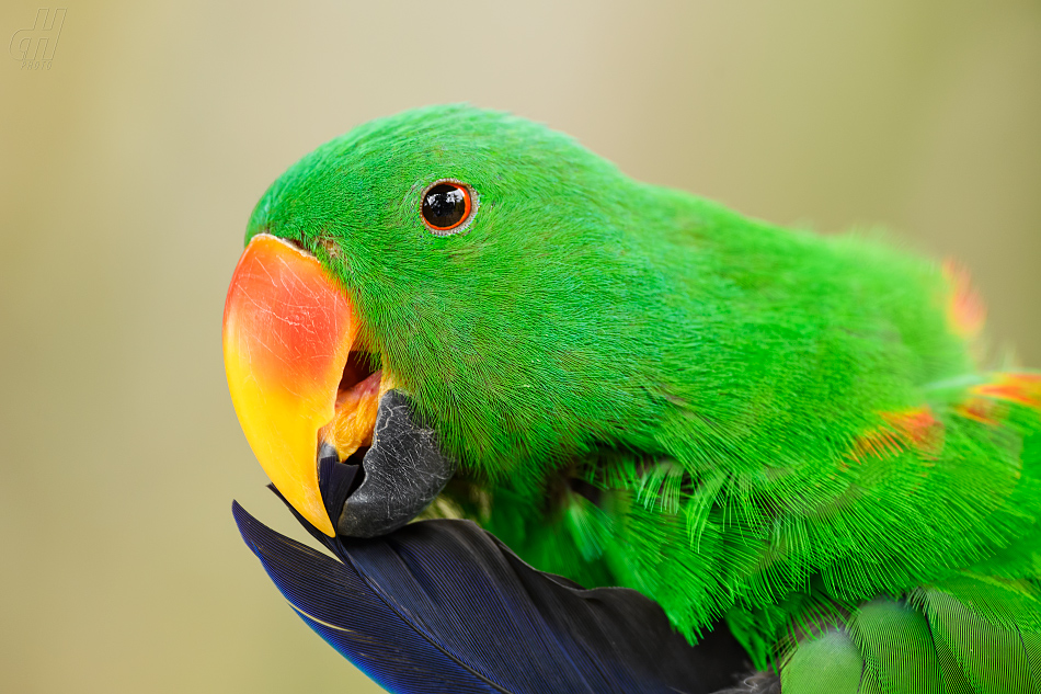 eklektus různobarvý - Eclectus roratus