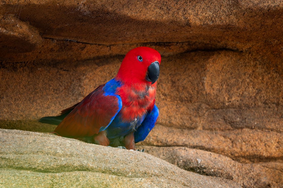 eklektus různobarvý - Eclectus roratus