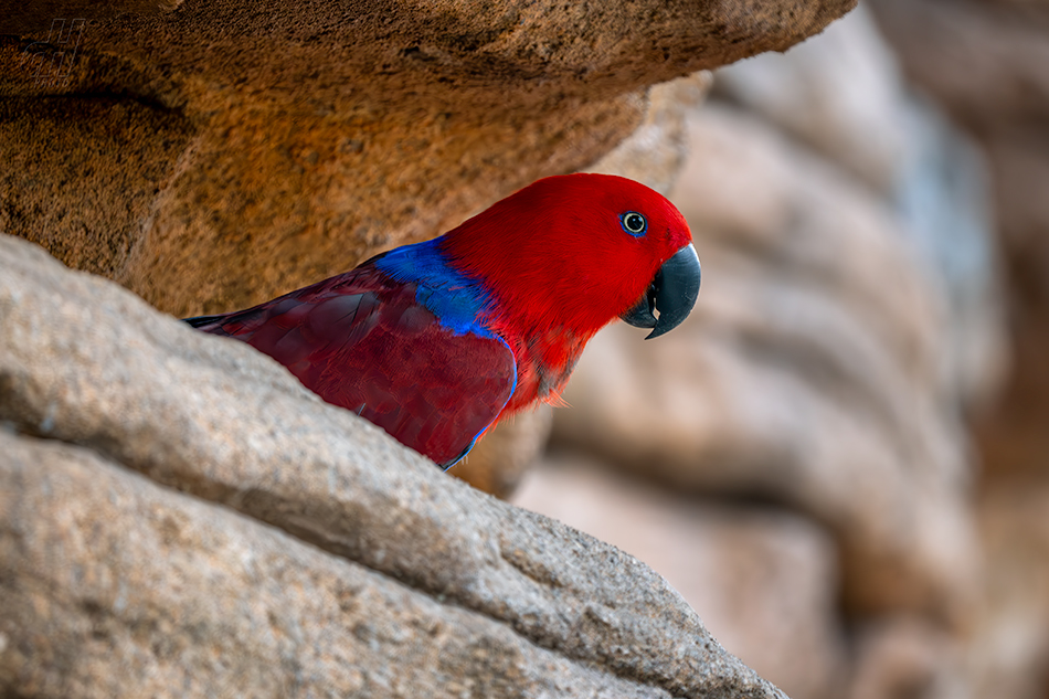 eklektus různobarvý - Eclectus roratus