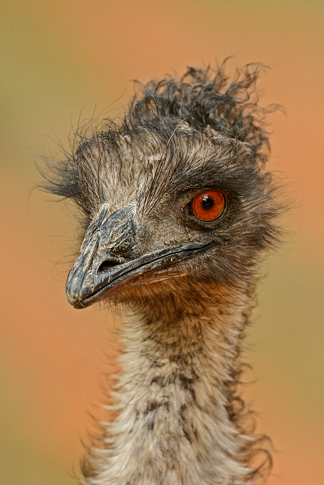 emu hnědý - Dromaius novaehollandiae