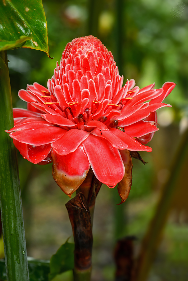 Etlingera elatior